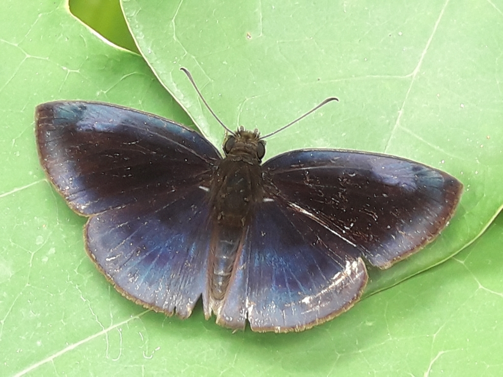 Anastrus meliboea
