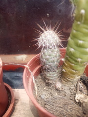 Opuntia