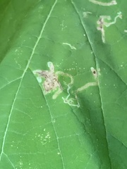 Amauromyza pleuralis