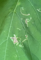 Amauromyza pleuralis