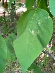 Amauromyza pleuralis