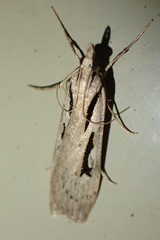 Scoparia rotuella