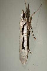 Scoparia rotuella