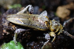 Tetrorea cilipes