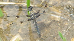 Libellula nodisticta