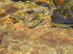 Catostomus occidentalis