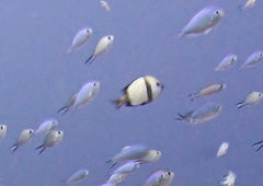 Dascyllus reticulatus