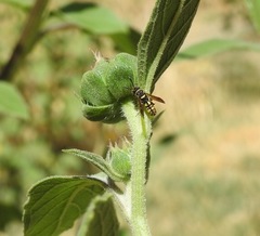 Leucospis