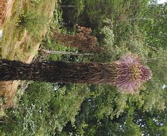 Agave chiapensis
