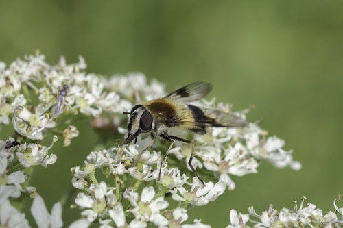 Blotch-winged Hoverfly photo 2