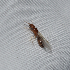 Pheidole californica