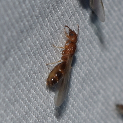 Pheidole californica