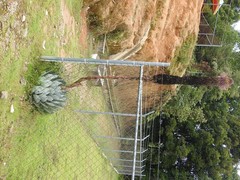 Agave chiapensis