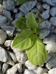 Phytolacca americana