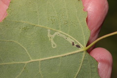 Aulagromyza tremulae