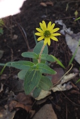 Melampodium montanum