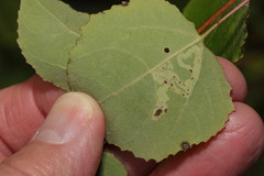 Aulagromyza tremulae
