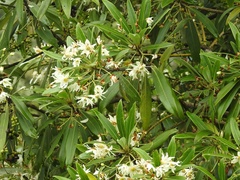 Drimys granadensis