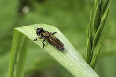 Pyrophaena granditarsis