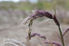 Agrostis magellanica