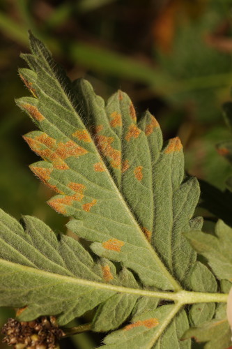 Quasipucciniastrum ochraceum nuotrauka