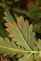 Quasipucciniastrum ochraceum