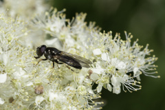 Cheilosia scutellata