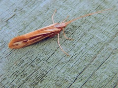 Limnephilus ornatus