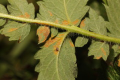 Quasipucciniastrum ochraceum