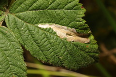 Coptotriche marginea