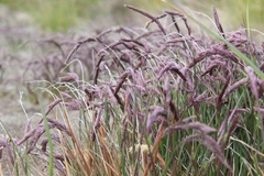 Agrostis magellanica