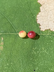 Zopheroteras sphaerula