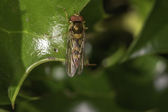 Meliscaeva cinctella