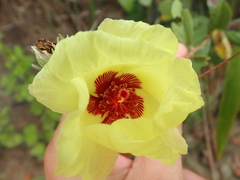 Cienfuegosia affinis