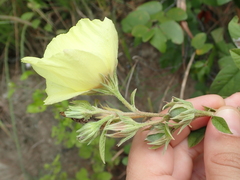 Cienfuegosia affinis