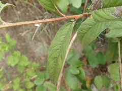 Cienfuegosia affinis
