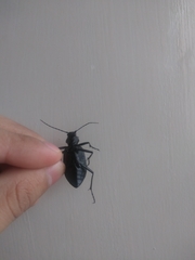 Calosoma