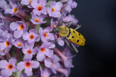 Chlorophorus glabromaculatus