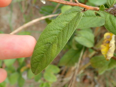 Cienfuegosia affinis