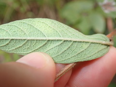 Cienfuegosia affinis