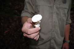 Amanita verna