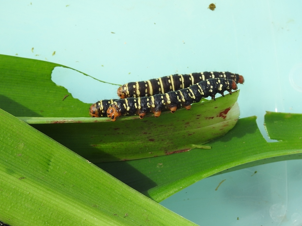 Xanthopastis