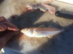 Sillago flindersi
