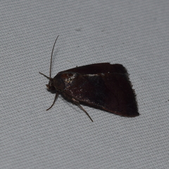 Galgula