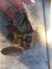 Acanthistius ocellatus