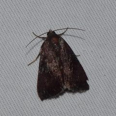 Galgula
