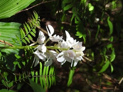 Govenia liliacea
