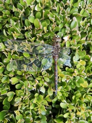 Odonata