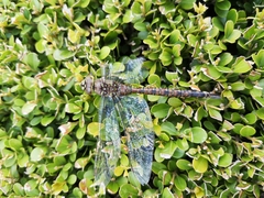 Odonata