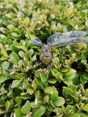 Odonata